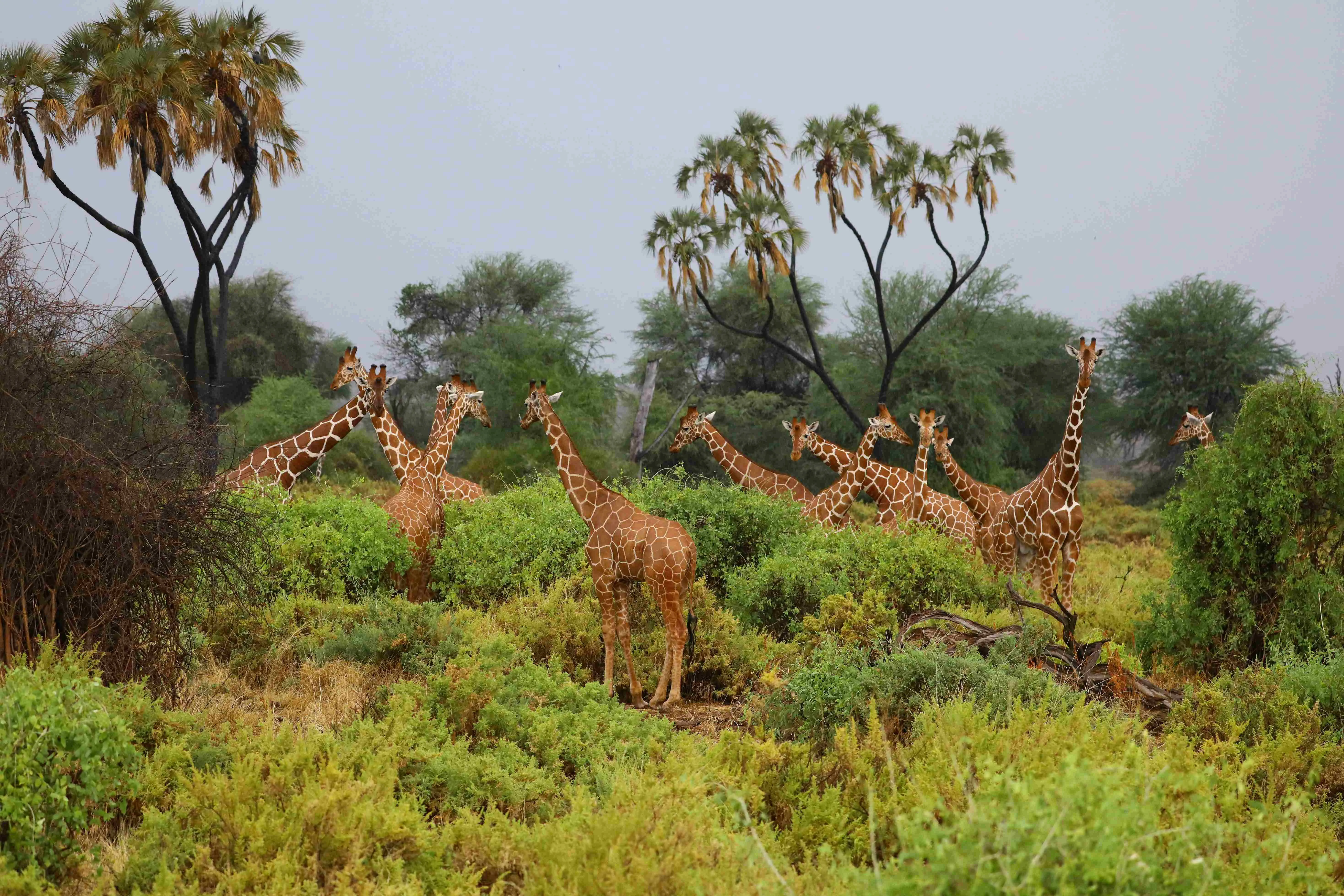 tower-giraffes-gathered-around-bushes-open-woodlan_11zon (1).webp